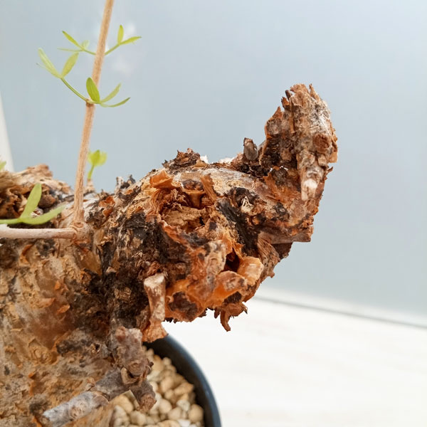 観葉植物 コミフォラ フォリアセア（発根済み） 4号鉢植え : 園芸