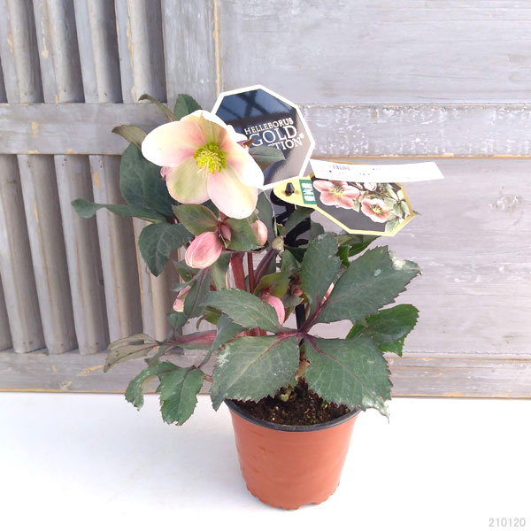 クリスマスローズ 苗のおすすめ人気商品一覧 通販 - Yahoo!ショッピング