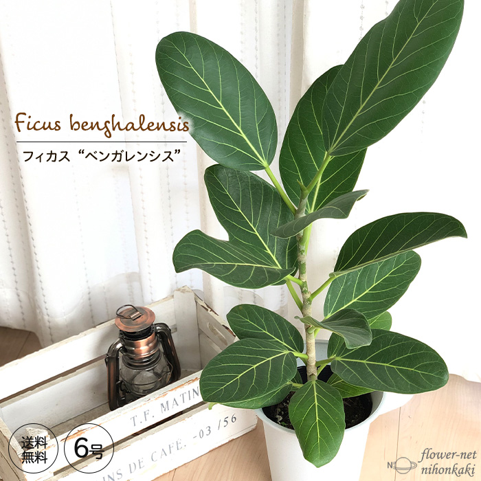 日本花キ流通 観葉植物 フィカス ベンガレンシス ゴムの木 6号鉢 送料
