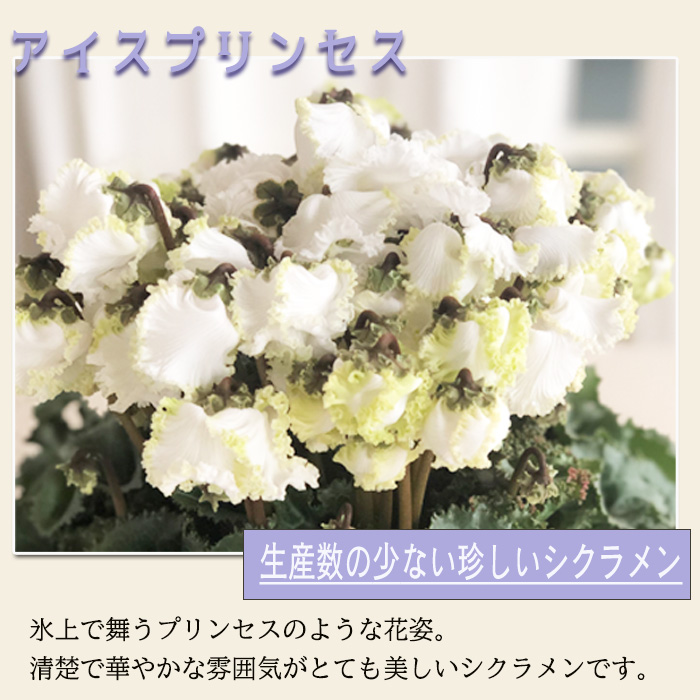 予約販売 極上シクラメン アイスプリンセス 5号鉢 送料無料 ラッピング