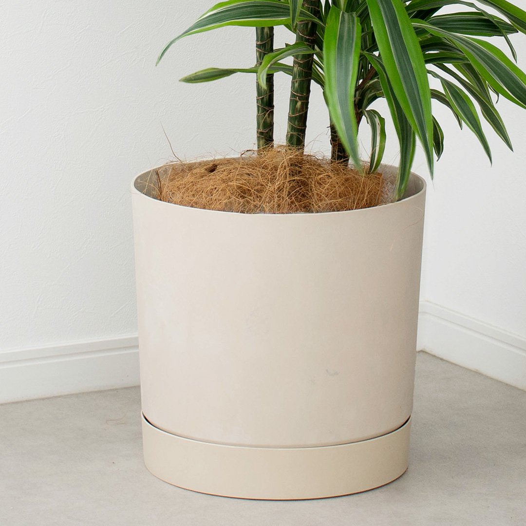 ポーランド製植木鉢 受け皿付き プロスパー トゥーボ B 30cm Mサイズ