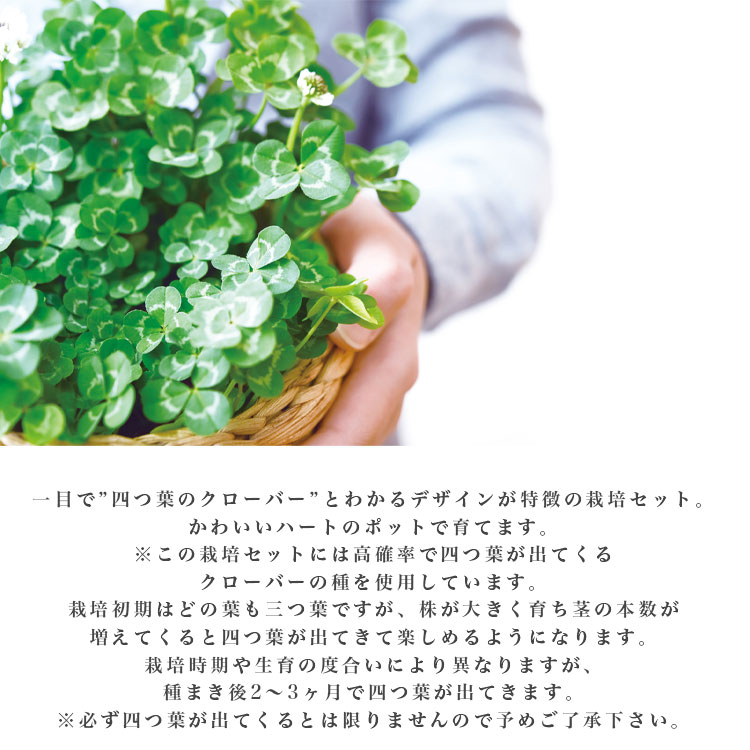 四つ葉クローバー きっとみつかる 四つ葉のクローバー 栽培キット