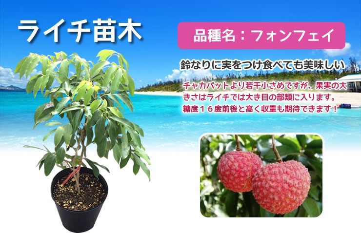 ライチ 苗木 （フォンフェイ）3年もの（取り木苗木）苗 : なんごく便り
