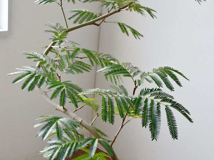 観葉植物 本物 エバーフレッシュ 8号鉢 大型 室内用 インテリア