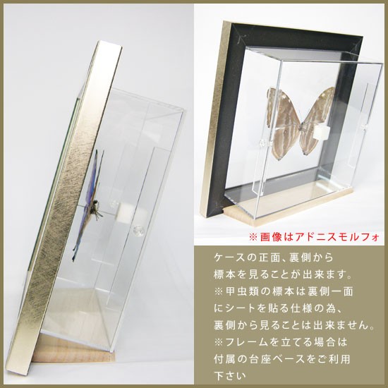 昆虫標本 蝶の標本 アサギマダラ メタリック調ライトフレーム