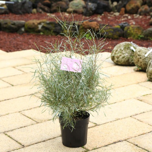 花苗 観葉植物：グレビレア エンドリチェリアナ*7号 : 遊恵盆栽 Yahoo