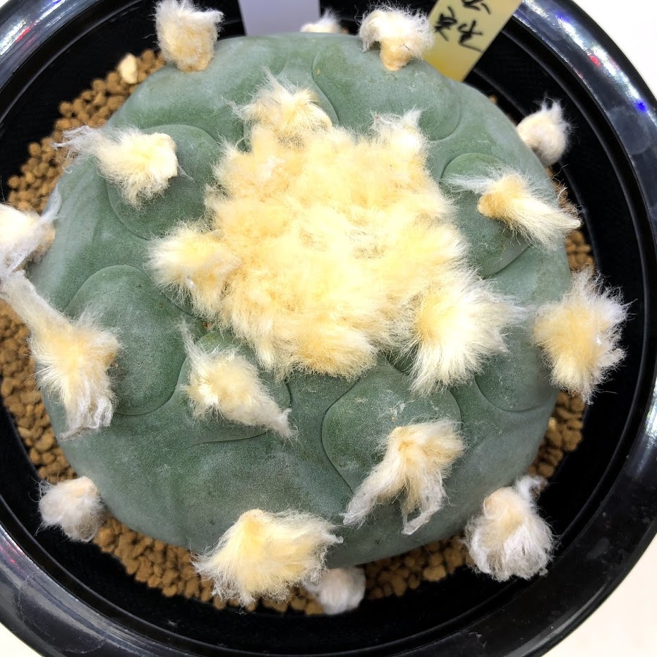 サボテン：ロフォフォラ ディフューサ 大疣多毛大型翠冠玉*幅9cm