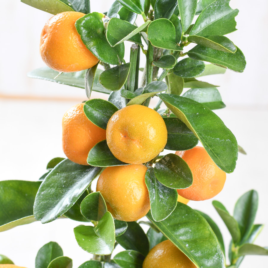 吉本花城園 実つき 大実 金柑 キンカン 5号鉢植え 果樹苗 甘い金柑 皮