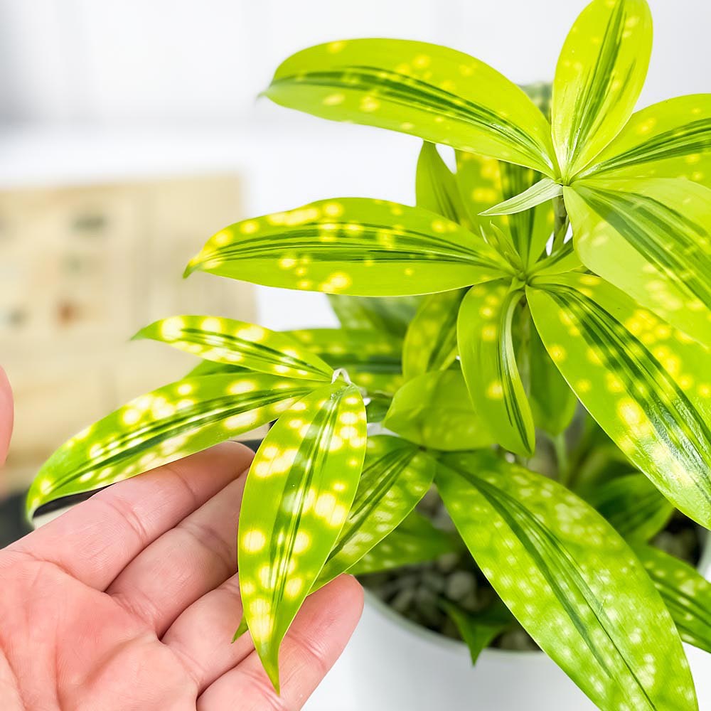 PLANCHU 観葉植物 ドラセナ ファニータ 4号鉢 受け皿付き Dracaena
