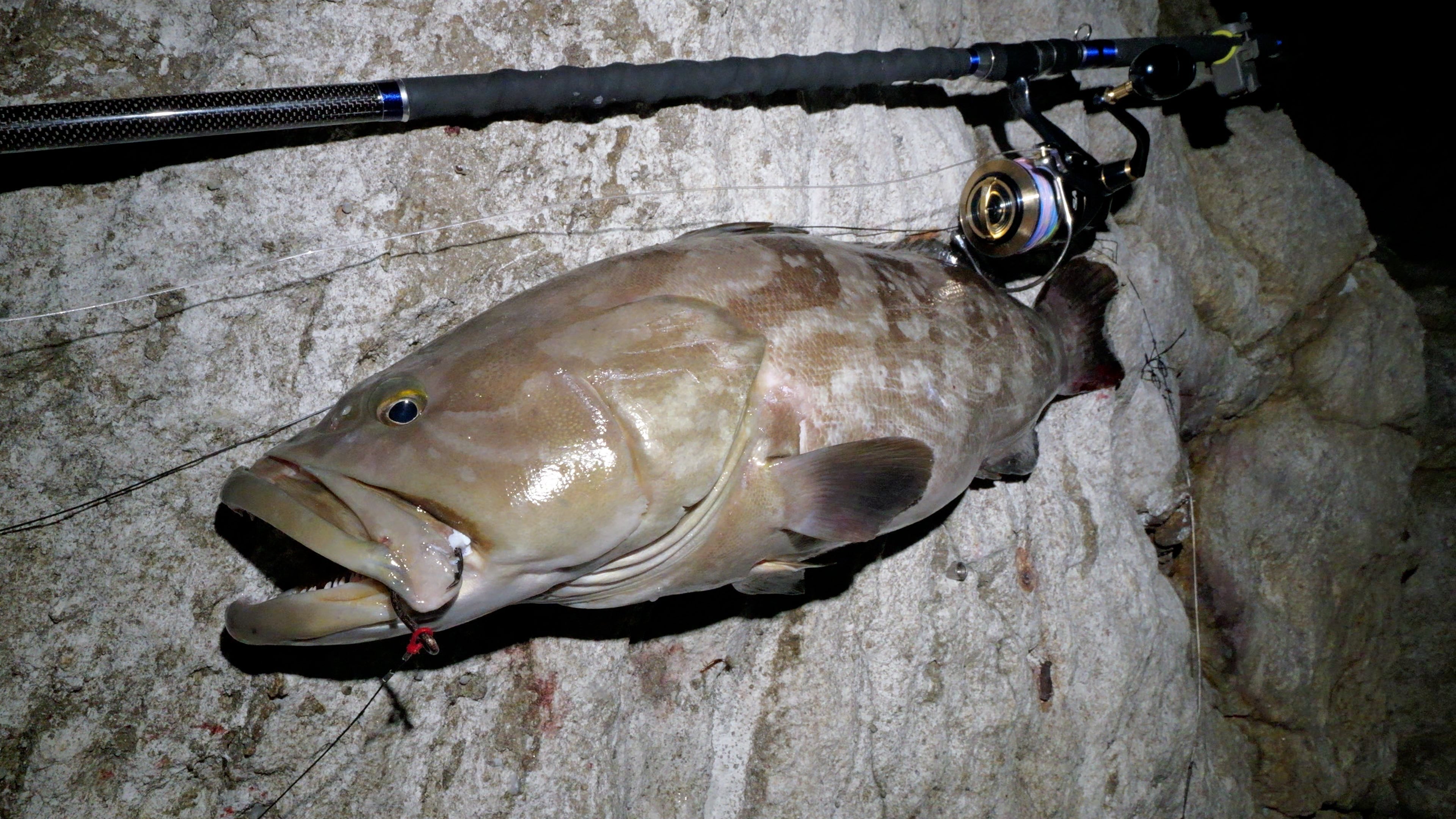 クエ釣り用のスピニングタックル・仕掛けのおすすめとメリットを解説し