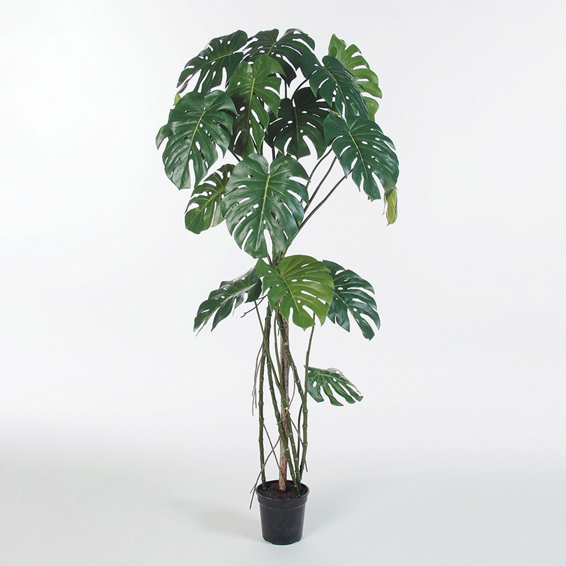 アスカ商会 造花・観葉植物 A-50813 モンステラ #051A グリ-ン ポット