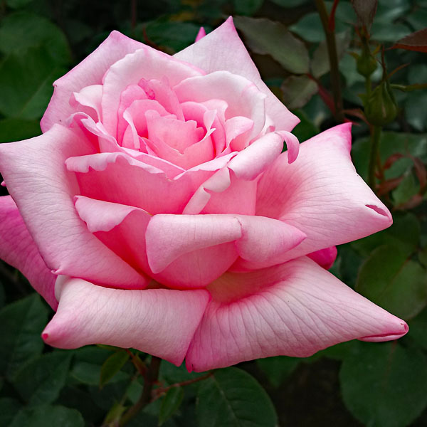 レディ ラック ｜バラ苗の通販の篠宮バラ園