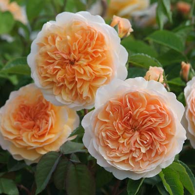 イングリッシュローズ(英) | バラ苗の通販の篠宮バラ園