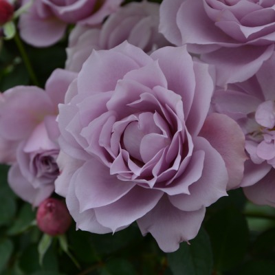 新商品・追加入荷 | バラ苗の通販の篠宮バラ園