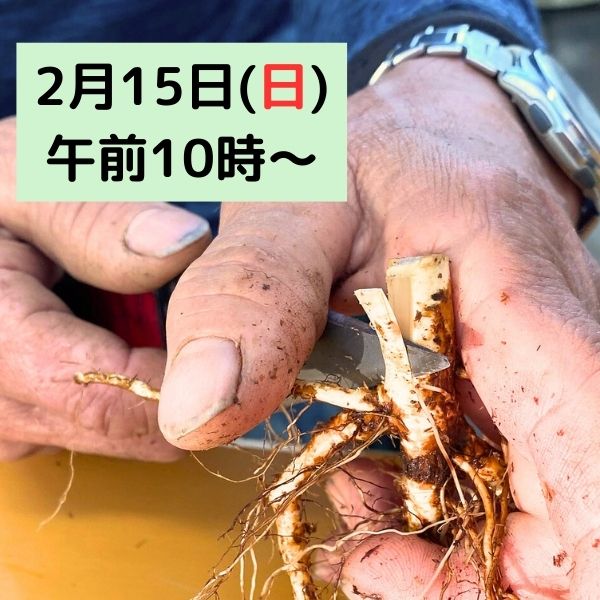 楼蘭・ロウラン｜バラ苗の通販の篠宮バラ園