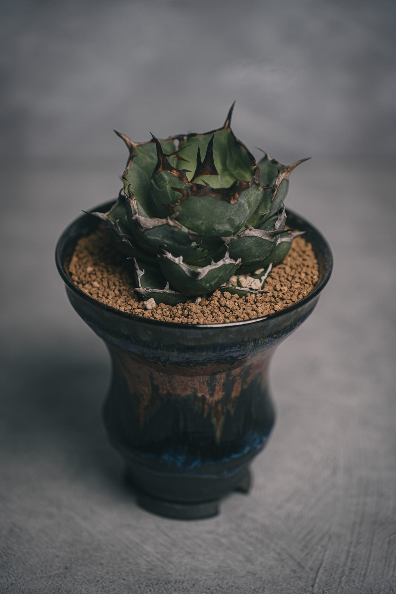 アガベ チタノタ ノーネームHIUCHI 闇炎 植栽 – Sigma Plants