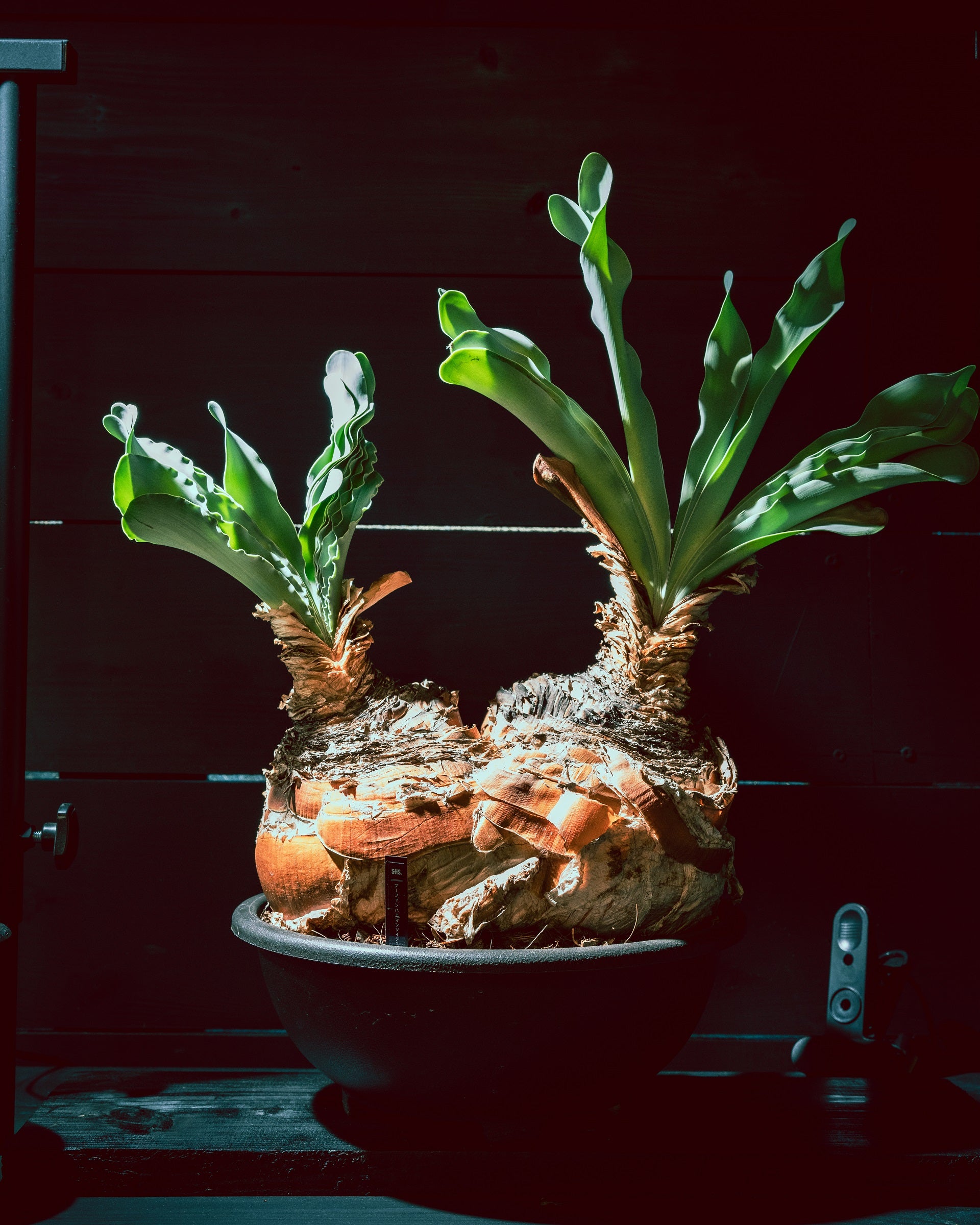 勝徳 樣确认 特大 手作植木鉢 検（ 塊根植物 グラキリス パキプス アガベ)