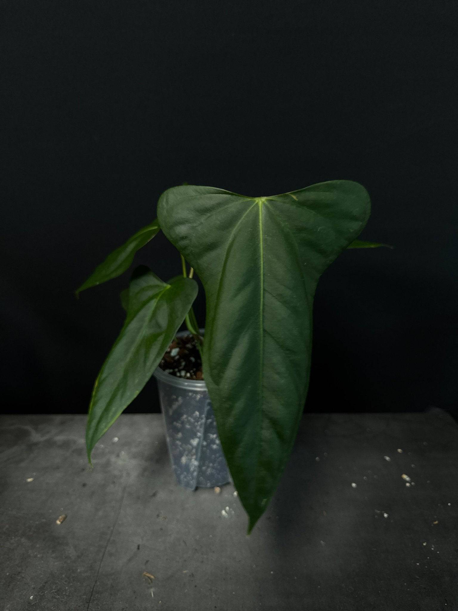 anthurium-indo-portillae-