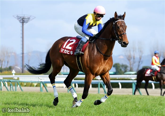 シュヴァルグラン - Cheval Grand - 競走馬データベース | 競馬ラボ