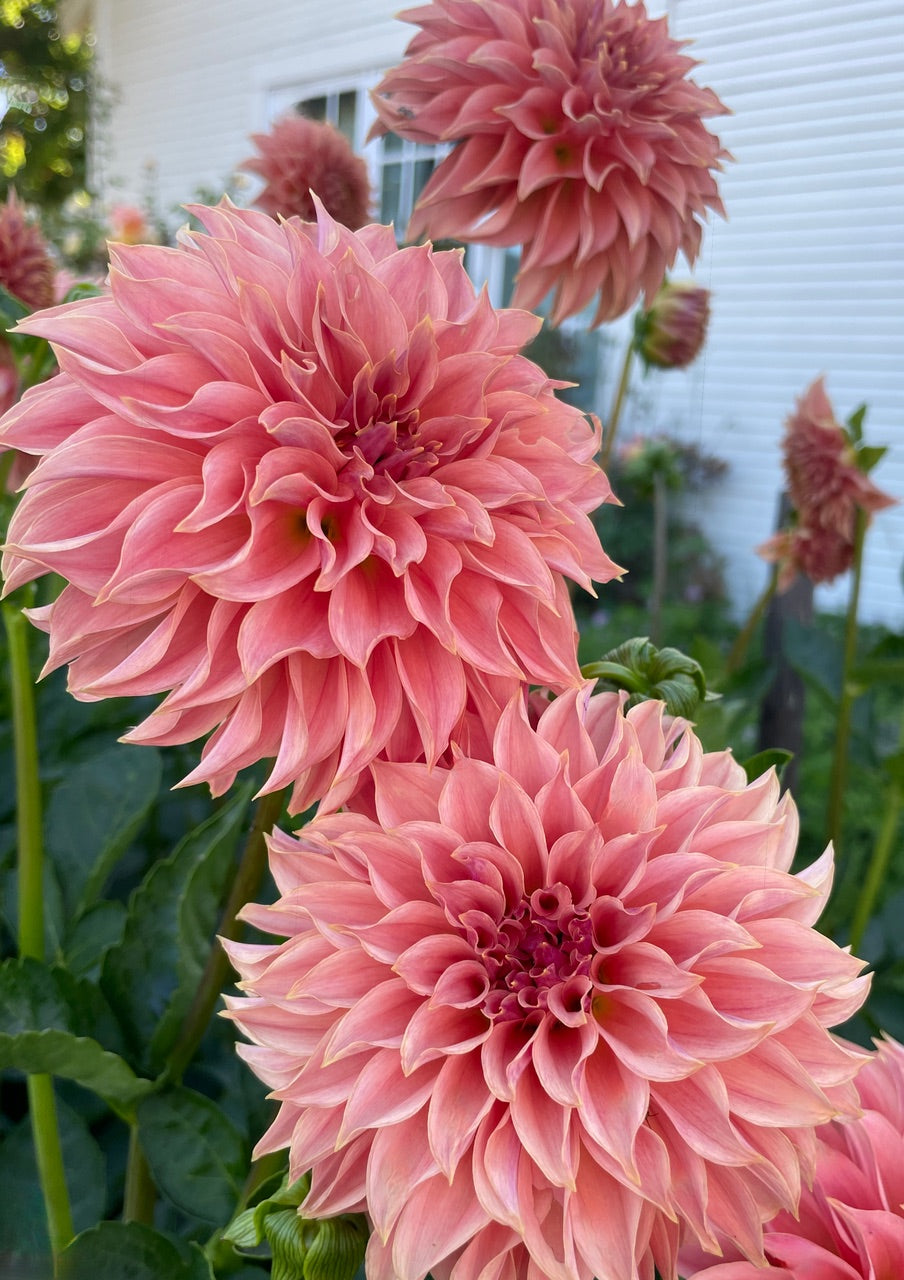 KA's® Coral Sea – Stonehouse Dahlias