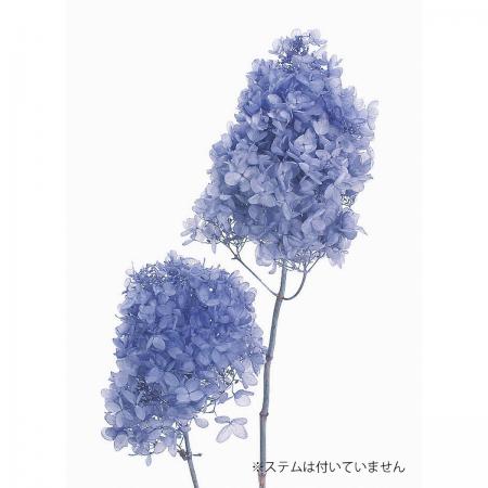 大地農園の「アジサイ｜プリザーブドフラワー」通販 - 花材通販はなど