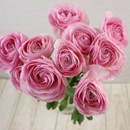 生花】ラナンキュラス 淡ピンク/パルマドールなど30cm 桂農園など高冷