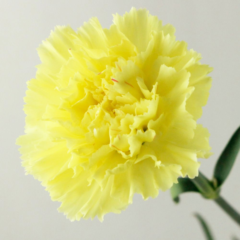 N直前!!】カーネーション(黄色)コロンビア産 エルメスなど【生花