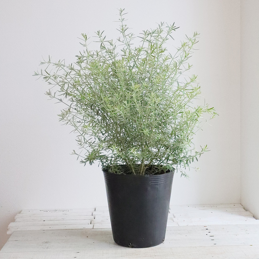 送料無料】【生花/即納】オーストラリアンローズマリーウエストリン