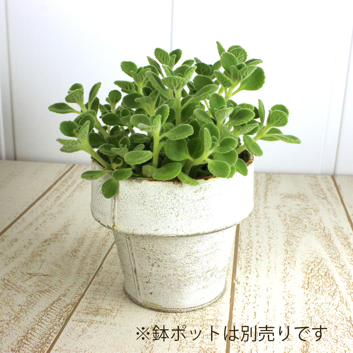 ITA】ハーブ苗 アロマティカス(プレクトランサス アムボイニクス) - 花