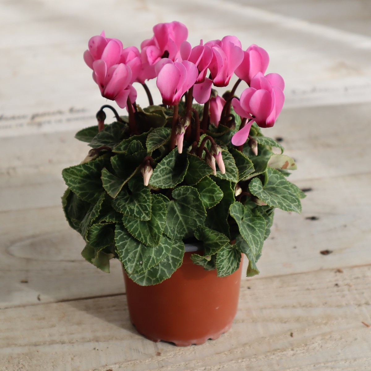 生花/即納】ガーデンシクラメン(ピンク系・濃淡ピンク)3寸ポット鉢【PI