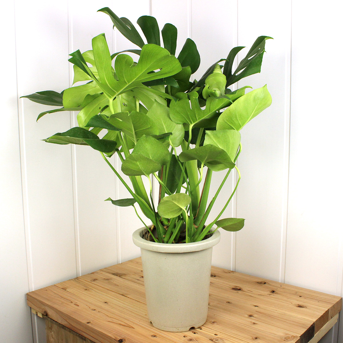 送料無料】【生花/鉢】モンステラ 8号鉢 ※届日限定:予約10日前 ※北海道