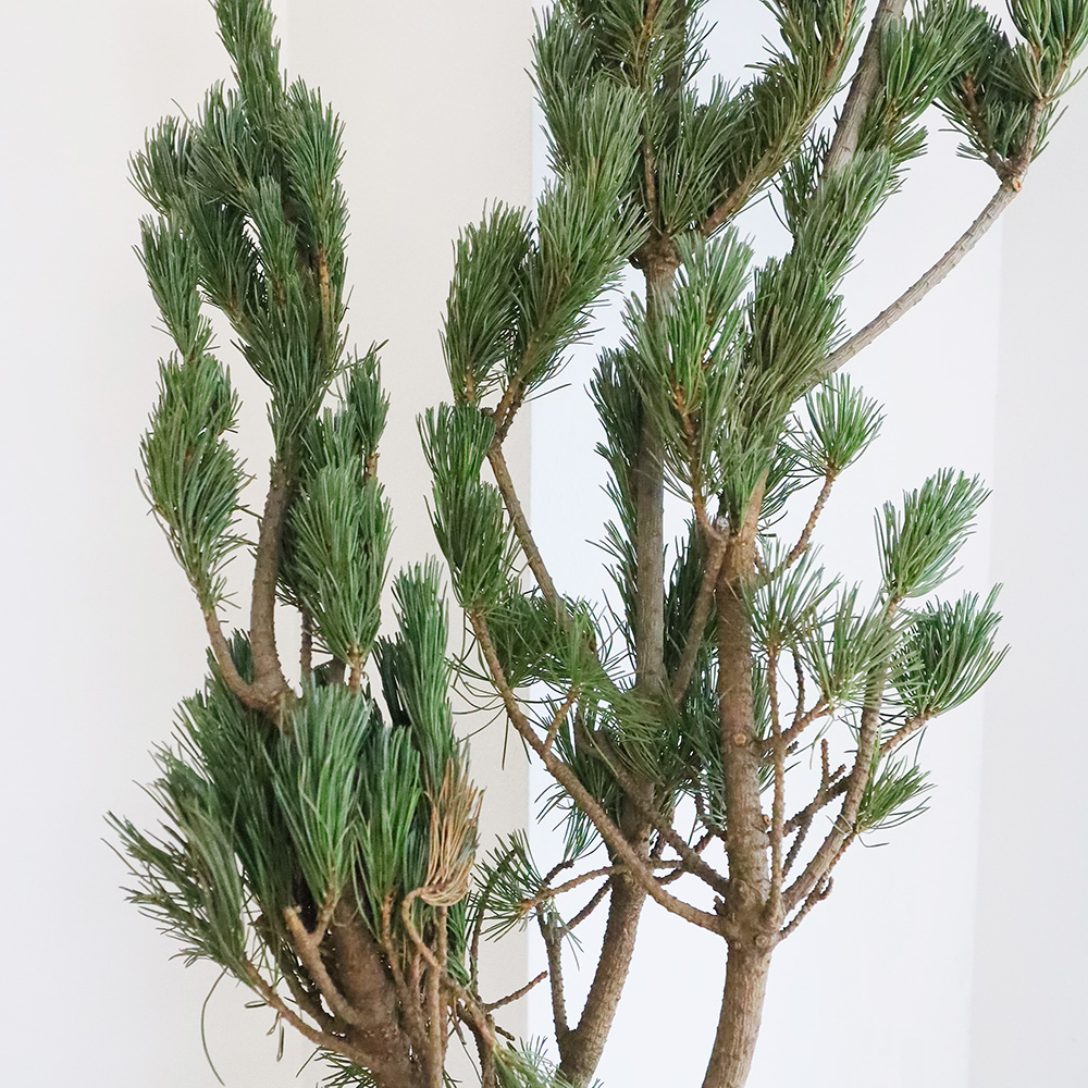 ITA】五葉松 大 - 花材通販はなどんやアソシエ