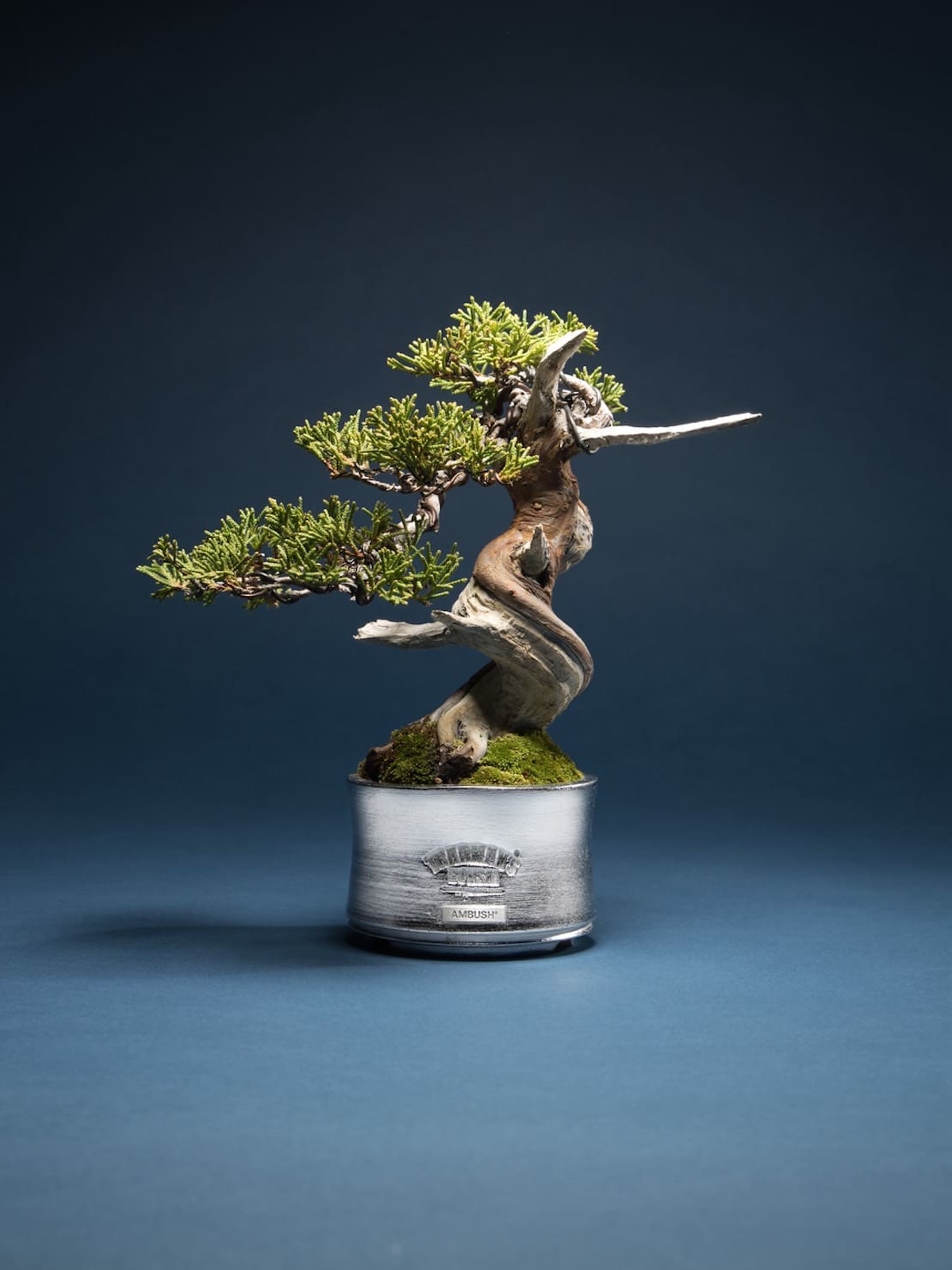 HONEYEE.COM | AMBUSH® × TRADMAN'S BONSAI が盆栽を“ジュエリー