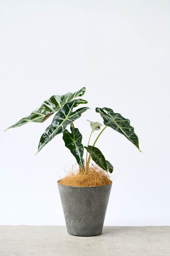 観葉植物 アロカシア アマゾニカ（4号鉢）｜HanaPrime（ハナプライム）