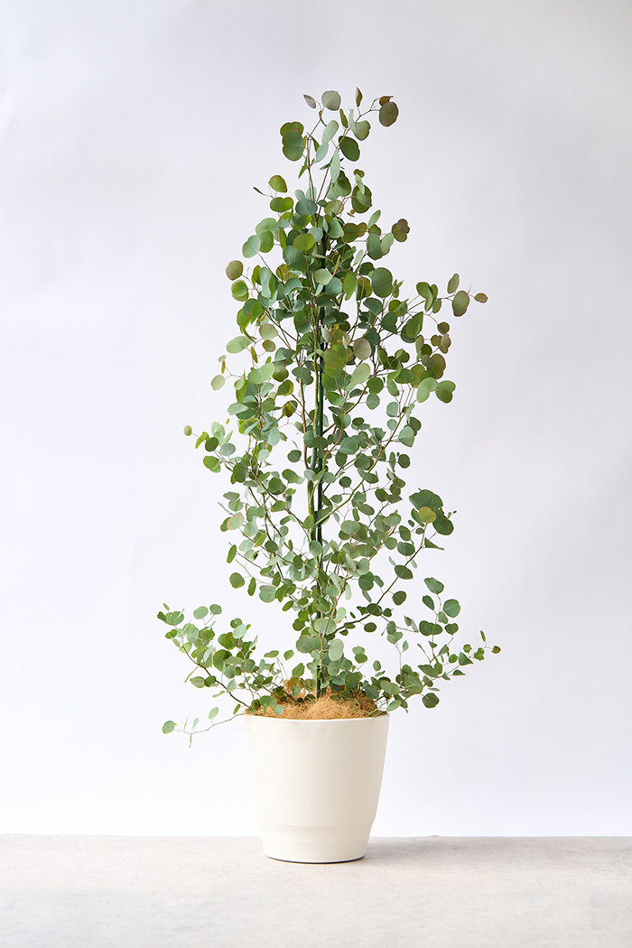 観葉植物 ユーカリ ポポラス（10号鉢）｜HanaPrime（ハナプライム）