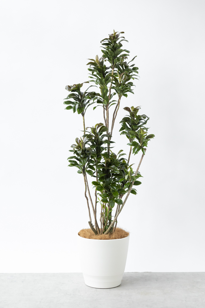 観葉植物 ドラセナ パープルコンパクタ（10号鉢）｜HanaPrime（ハナ