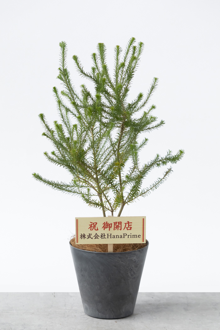 観葉植物 ヒース バンクシア（6号鉢）｜HanaPrime（ハナプライム）