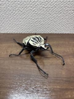 ゴライアスオリエンタリス いきもの大図鑑 - メルカリ