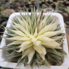 多肉植物 ハオルチア 原始オブツーサ錦 糊斑 巨大化 - メルカリ