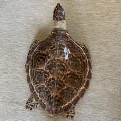 うみがめ タイマイの剥製 国際希少野生動植物登録票有り - メルカリ