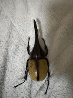 ヘラクレスオオカブト 標本 16cm - メルカリ