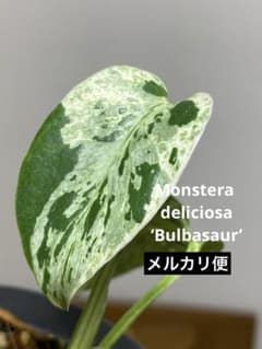 将来有望株‼️】モンステラ デリシオーサ バルバソー フシギダネ