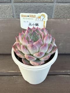 ☆茜小鶴☆札付き ポットごと ファームパルクさん苗 NO.12 - メルカリ