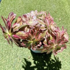 多肉植物 アエオニウム アエオニウム属 V錦 群生 鉢のまま発送 - メルカリ