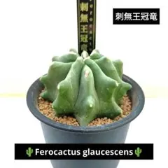 2026年最新】王冠竜の人気アイテム - メルカリ