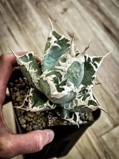 2026年最新】ゴジラ 台湾の人気アイテム - メルカリ