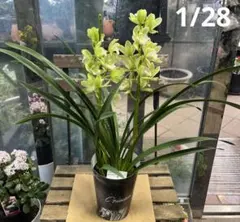 2026年最新】鉢花 シンビジュームの人気アイテム - メルカリ