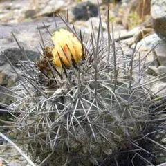 2026年最新】コピアポアの人気アイテム - メルカリ