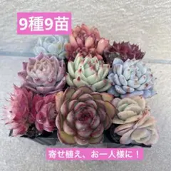 2026年最新】多肉植物エケベリア寄せ植えセット多肉弁当の人気アイテム