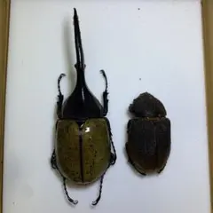 2026年最新】リッキー 標本の人気アイテム - メルカリ